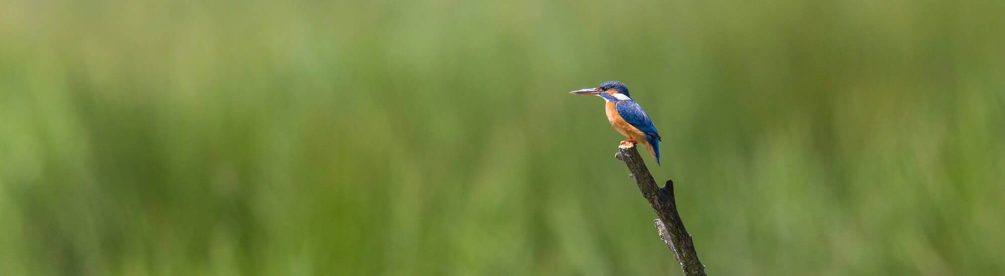 Eisvogel in Lychen